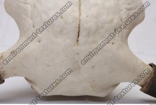 Photo Reference of Animal Skull